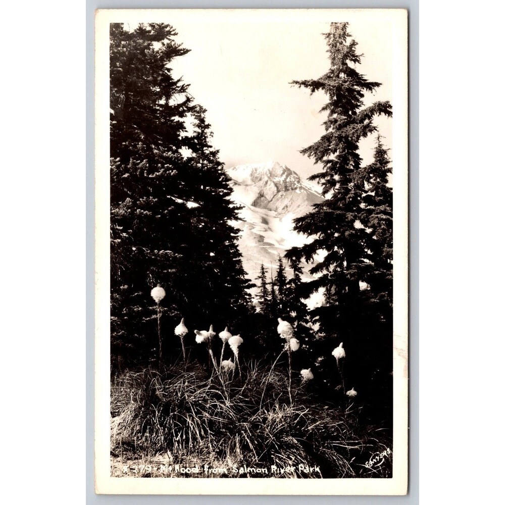 Vintage Mt Hood Oregon RPPC Postcard Sawyers EKC Beargrass Wildflowers 1940s